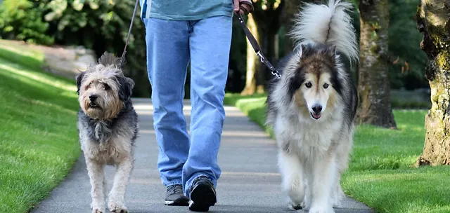 Dog Walking Or Pet Sitting